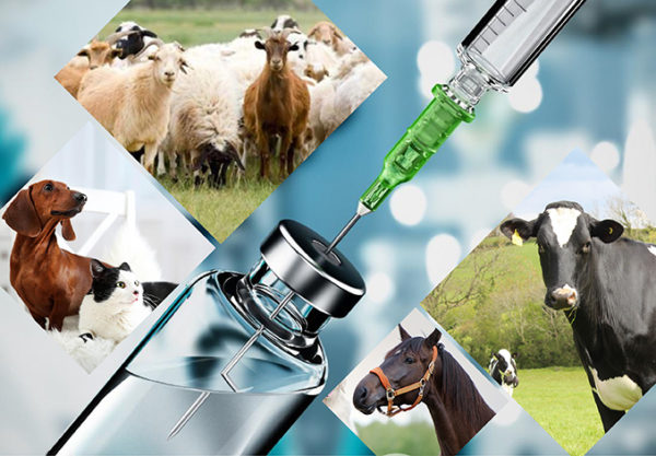 Hidroksipropil betadex ile veteriner ilaçlarının arttırılması